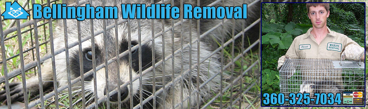Bellingham Wildlife and Animal Removal